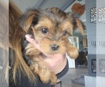 Small Photo #23 Yorkshire Terrier Puppy For Sale in LINCOLN CITY, OR, USA