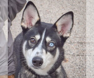 Siberian Husky Dogs for adoption in Huntley, IL, USA