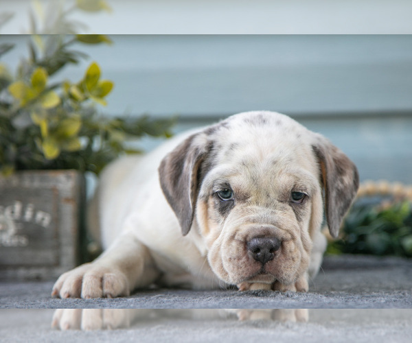 Medium Photo #9 Beabull Puppy For Sale in MILLERSBURG, OH, USA