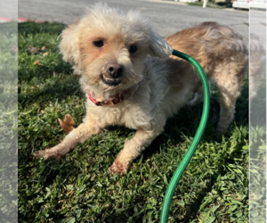 Kevin - Male Maltese-Unknown Mix Dog for Adoption - Photo #4