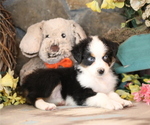 Small #8 Australian Shepherd