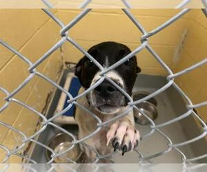 American Pit Bull Terrier-Unknown Mix Dogs for adoption in Tulsa, OK, USA
