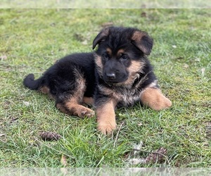 German Shepherd Dog Puppy for sale in SPANAWAY, WA, USA