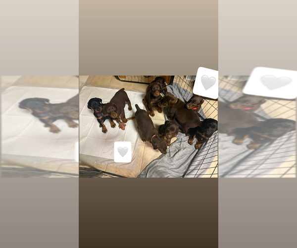 Medium Photo #1 Doberman Pinscher Puppy For Sale in BALTIMORE, MD, USA