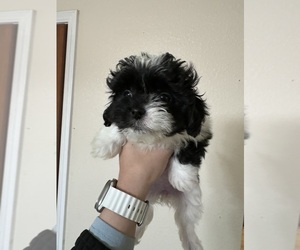 Maltipoo Puppy for sale in ACTON, CA, USA