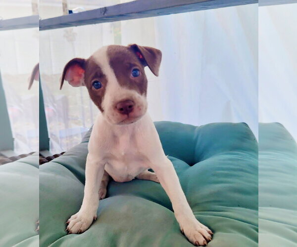 Medium Photo #1 Mutt Puppy For Sale in New London, WI, USA
