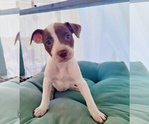 Mutt Dogs for adoption in New London, WI, USA