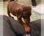Small Photo #4 Doberman Pinscher Puppy For Sale in VANCOUVER, WA, USA