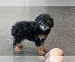 Small #7 Poodle (Miniature)