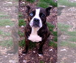 Small #3 Boston Terrier-Boxer Mix