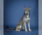 Small #1 German Shepherd Dog