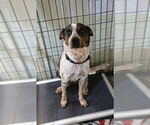 Small #1 Catahoula Leopard Dog Mix
