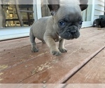 Small Photo #13 French Bulldog Puppy For Sale in OSHKOSH, WI, USA