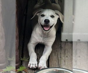 Labrador Retriever-Unknown Mix Dogs for adoption in Virginia Beach, VA, USA