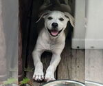 Small Labrador Retriever Mix