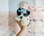 Small Photo #15 Yorkshire Terrier Puppy For Sale in JACKSONVILLE, FL, USA
