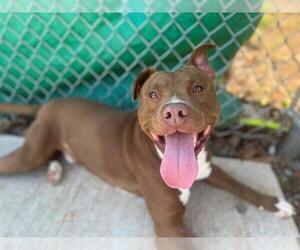 American Pit Bull Terrier Dogs for adoption in Charlotte, NC, USA