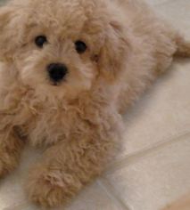 Poochon Puppy for sale in STONY CREEK, VA, USA