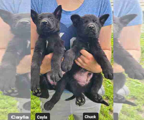 Medium Photo #8 German Shepherd Dog Puppy For Sale in KANSAS CITY, MO, USA