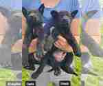 Small #7 German Shepherd Dog