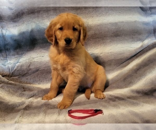 Medium Photo #18 Golden Retriever Puppy For Sale in CLAREMORE, OK, USA