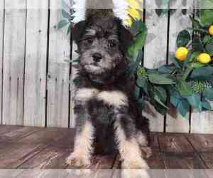 Schnoodle (Miniature) Puppy for sale in MOUNT VERNON, OH, USA