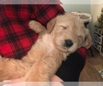 Small Photo #6 Labradoodle Puppy For Sale in TAYLORVILLE, IL, USA