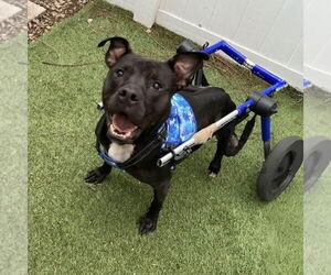 Mutt Dogs for adoption in Pompano Beach , FL, USA
