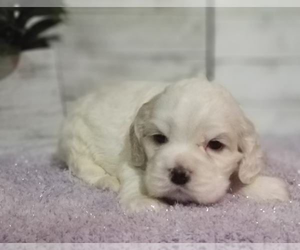 Medium Photo #20 Cocker Spaniel Puppy For Sale in TERRY, MS, USA