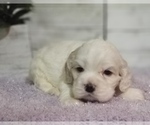 Small Photo #20 Cocker Spaniel Puppy For Sale in TERRY, MS, USA