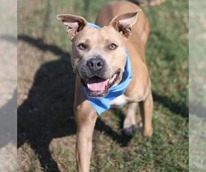 Mutt Dogs for adoption in San Antonio, TX, USA