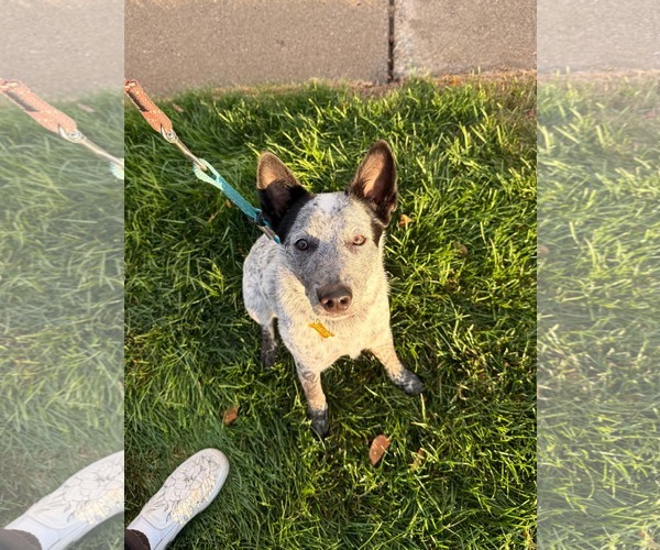 Medium Photo #2 Mutt Puppy For Sale in Sandy, UT, USA