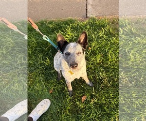 Rio Roo - Female Mutt Dog for Adoption - Photo #2