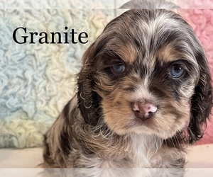 Cocker Spaniel Puppy for sale in LUBBOCK, TX, USA