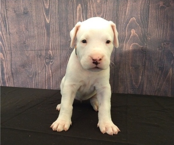 Medium Photo #9 Dogo Argentino Puppy For Sale in MIAMI, FL, USA