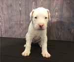 Small Photo #9 Dogo Argentino Puppy For Sale in MIAMI, FL, USA
