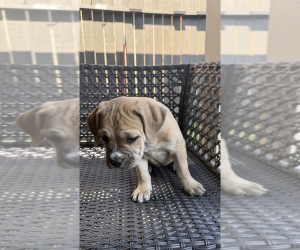 Medium Photo #13 Cane Corso-Mastiff Mix Puppy For Sale in NEW CANEY, TX, USA