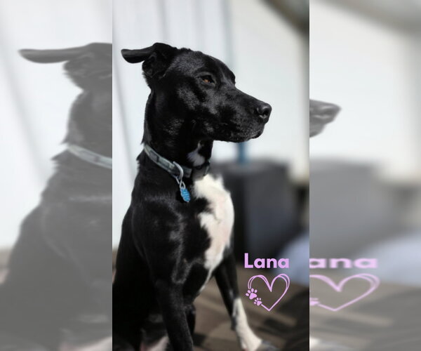 Medium Photo #4 Borador Puppy For Sale in Monte Vista, CO, USA