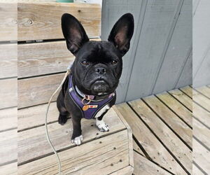 French Bulldog-Unknown Mix Dogs for adoption in Muskegon, MI, USA