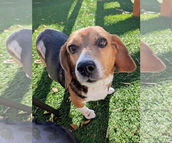 Medium Photo #2 Beagle Puppy For Sale in Tampa, FL, USA