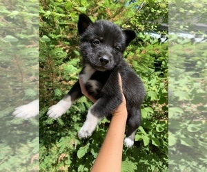 German Shepherd Dog-Siberian Husky Mix Puppy for sale in VANCOUVER, WA, USA
