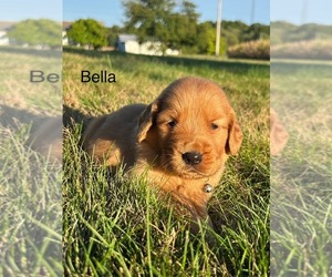 Golden Retriever Dog for Adoption in FREDERICKSBG, Ohio USA
