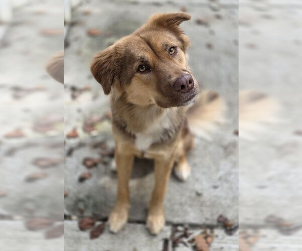 Medium Photo #1 Australian Shepherd-Unknown Mix Puppy For Sale in Woodsfield, OH, USA