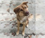 Small Australian Shepherd Mix