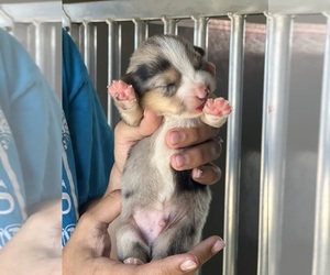 Aussie-Corgi Puppy for sale in WOODSTOCK, IL, USA