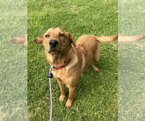 Labrador Retriever-Retriever  Mix Dogs for adoption in Rockaway, NJ, USA