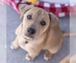Small #30 Labrador Retriever Mix