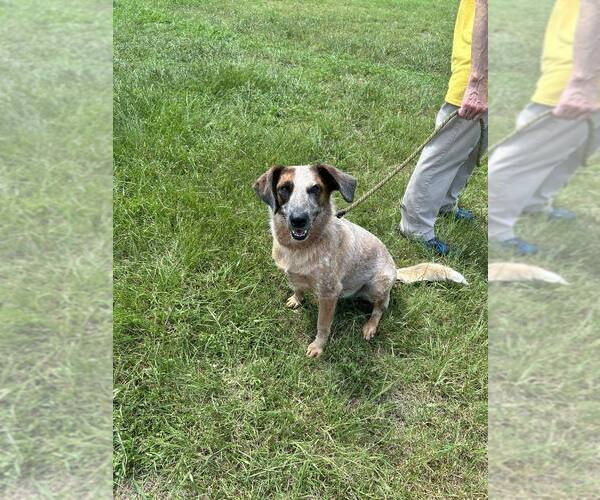 Medium Photo #4 Mutt Puppy For Sale in Abbeville, LA, USA