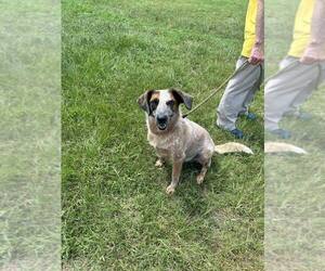 Oakley - Female Mutt Dog for Adoption - Photo #4