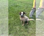 Small #3 Mutt